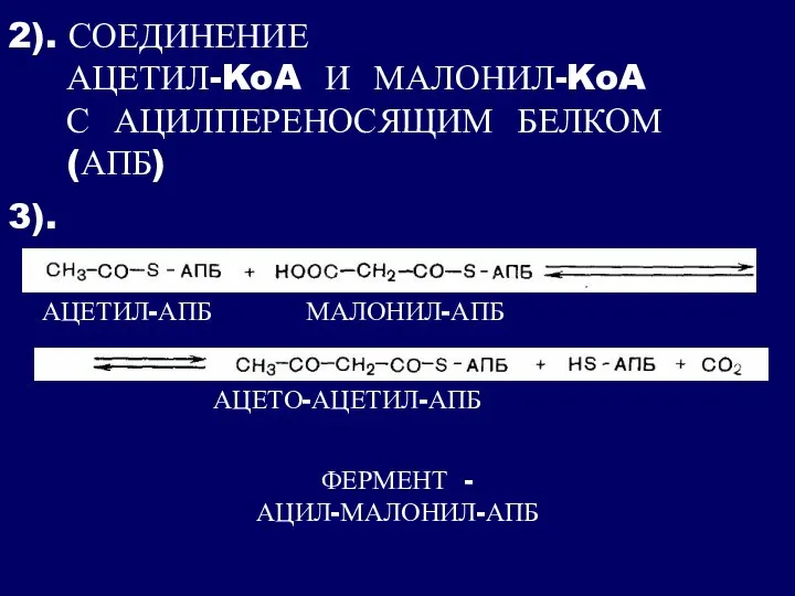 2). СОЕДИНЕНИЕ АЦЕТИЛ-KoA И МАЛОНИЛ-KoA С АЦИЛПЕРЕНОСЯЩИМ БЕЛКОМ (АПБ) 3). АЦЕТИЛ-АПБ МАЛОНИЛ-АПБ АЦЕТО-АЦЕТИЛ-АПБ ФЕРМЕНТ - АЦИЛ-МАЛОНИЛ-АПБ