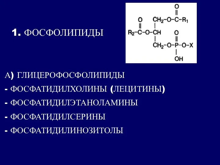 1. ФОСФОЛИПИДЫ А) ГЛИЦЕРОФОСФОЛИПИДЫ - ФОСФАТИДИЛХОЛИНЫ (ЛЕЦИТИНЫ) - ФОСФАТИДИЛЭТАНОЛАМИНЫ - ФОСФАТИДИЛСЕРИНЫ - ФОСФАТИДИЛИНОЗИТОЛЫ