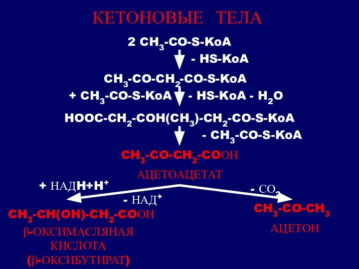 КЕТОНОВЫЕ ТЕЛА 2 CH3-CO-S-KoA - HS-KoA CH3-CO-CH2-CO-S-KoA - HS-KoA - H2O +