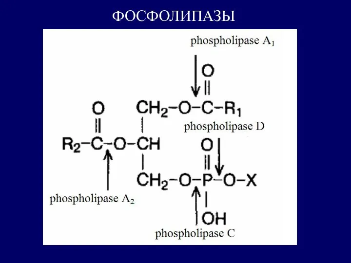 ФОСФОЛИПАЗЫ