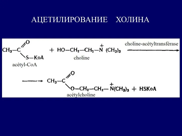 АЦЕТИЛИРОВАНИЕ ХОЛИНА