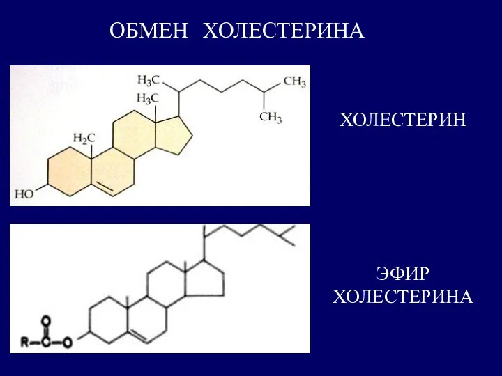 ОБМЕН ХОЛЕСТЕРИНА ХОЛЕСТЕРИН ЭФИР ХОЛЕСТЕРИНА