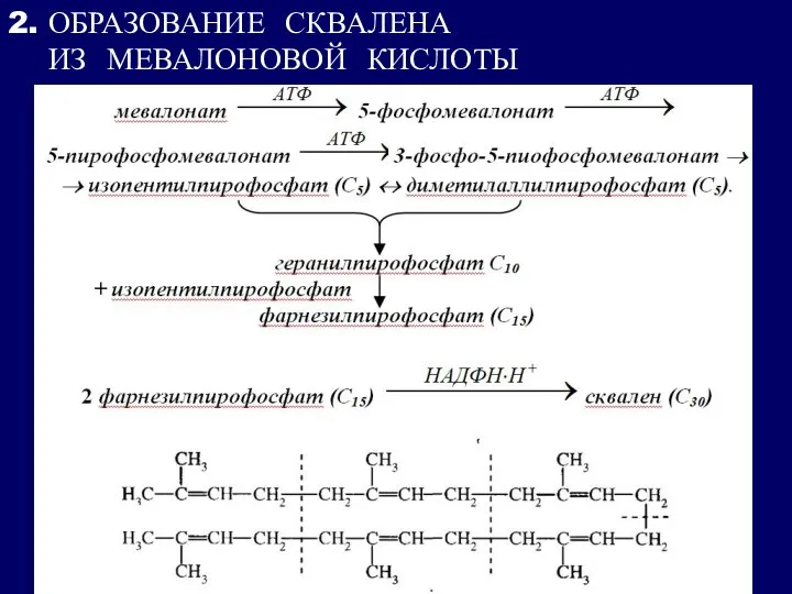 2. ОБРАЗОВАНИЕ СКВАЛЕНА ИЗ МЕВАЛОНОВОЙ КИСЛОТЫ