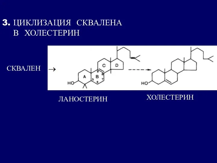3. ЦИКЛИЗАЦИЯ СКВАЛЕНА В ХОЛЕСТЕРИН СКВАЛЕН ЛАНОСТЕРИН ХОЛЕСТЕРИН