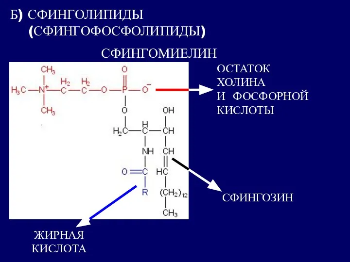 Б) СФИНГОЛИПИДЫ (СФИНГОФОСФОЛИПИДЫ) СФИНГОМИЕЛИН ЖИРНАЯ КИСЛОТА ОСТАТОК ХОЛИНА И ФОСФОРНОЙ КИСЛОТЫ СФИНГОЗИН