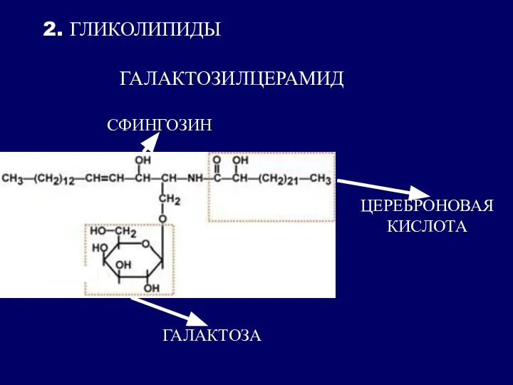 2. ГЛИКОЛИПИДЫ ГАЛАКТОЗИЛЦЕРАМИД СФИНГОЗИН ЦЕРЕБРОНОВАЯ КИСЛОТА ГАЛАКТОЗА