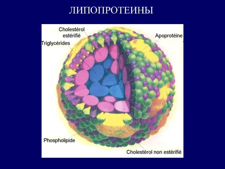 ЛИПОПРОТЕИНЫ