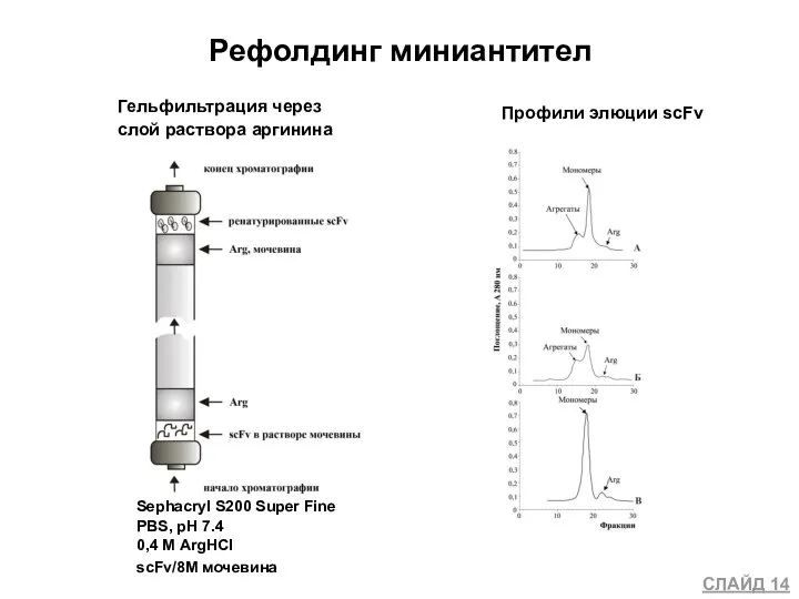 Рефолдинг миниантител Гельфильтрация через слой раствора аргинина Профили элюции scFv Sephacryl S200