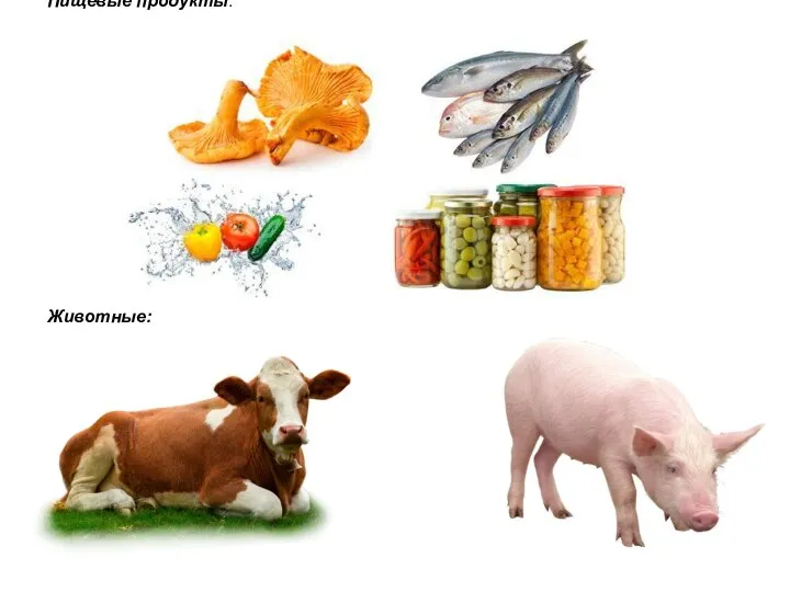 Пищевые продукты: Животные: