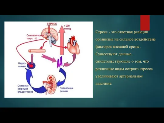 Стресс - это ответная реакция организма на сильное воздействие факторов внешней среды.