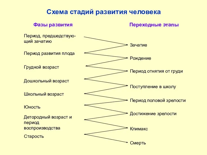 Схема стадий развития человека Фазы развития Переходные этапы Период, предшедствую- щий зачатию