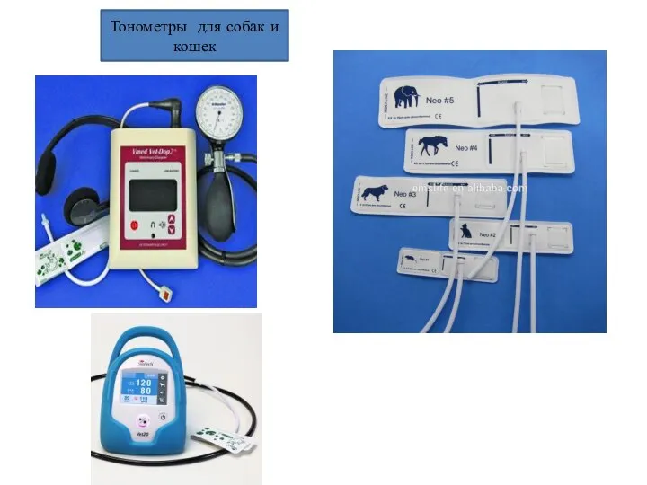 Тонометры для собак и кошек