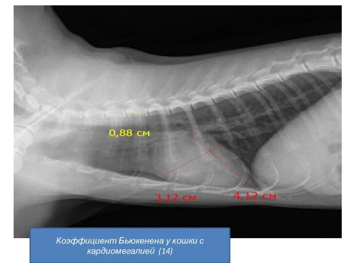 Коэффициент Бьюкенена у кошки с кардиомегалией (14)