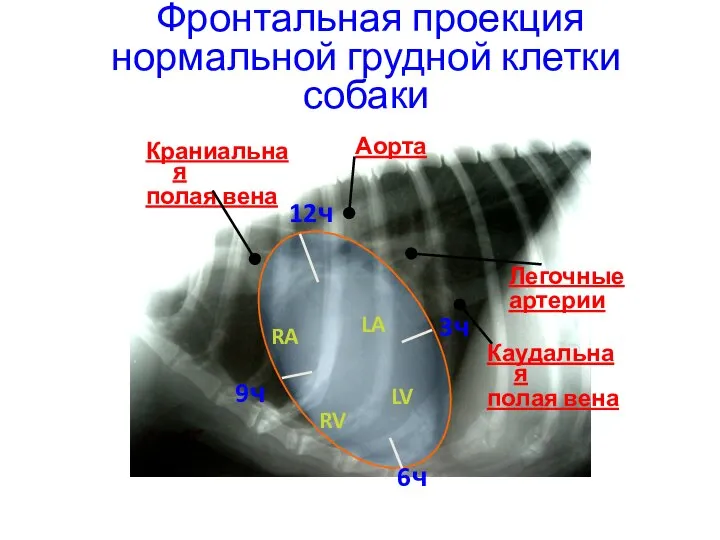 Фронтальная проекция нормальной грудной клетки собаки Аорта Каудальная полая вена Краниальная полая