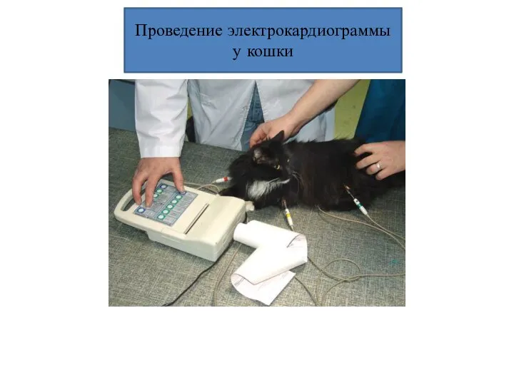 Проведение электрокардиограммы у кошки