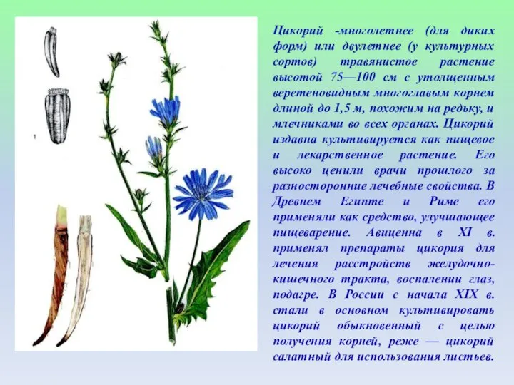 Цикорий -многолетнее (для диких форм) или двулетнее (у культурных сортов) травянистое растение