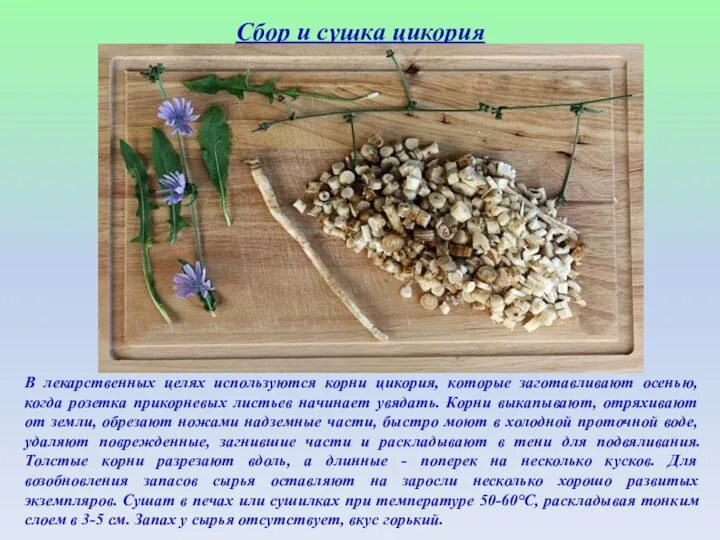 Сбор и сушка цикория В лекарственных целях используются корни цикория, которые заготавливают