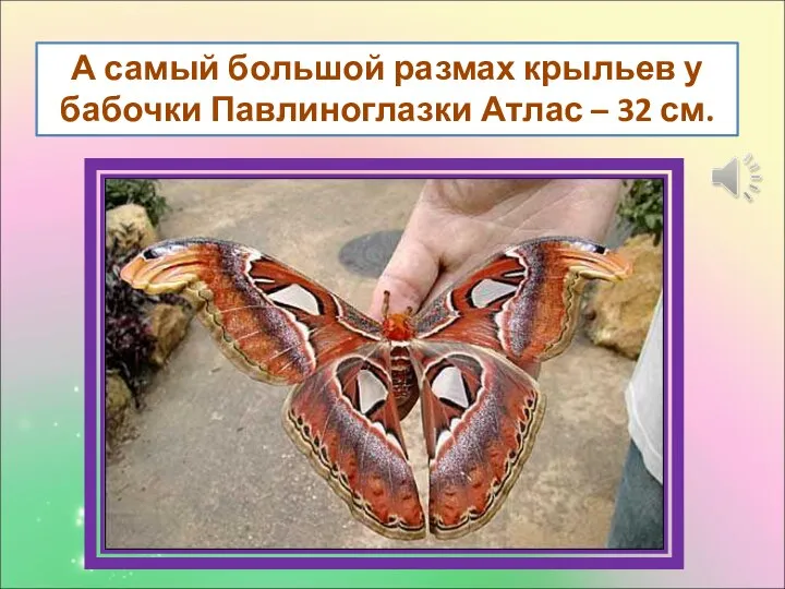 А самый большой размах крыльев у бабочки Павлиноглазки Атлас – 32 см.