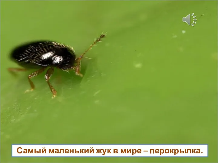 Самый маленький жук в мире – перокрылка.