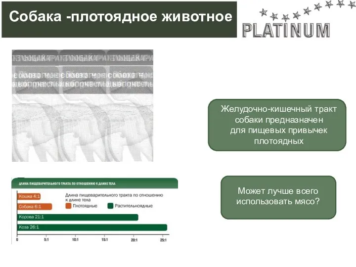 Собака -плотоядное животное Желудочно-кишечный тракт собаки предназначен для пищевых привычек плотоядных Может лучше всего использовать мясо?