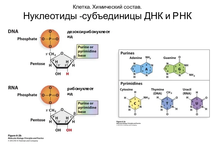 Клетка. Химический состав. Нуклеотиды -субъединицы ДНК и РНК дезоксирибонуклеотид рибонуклеотид
