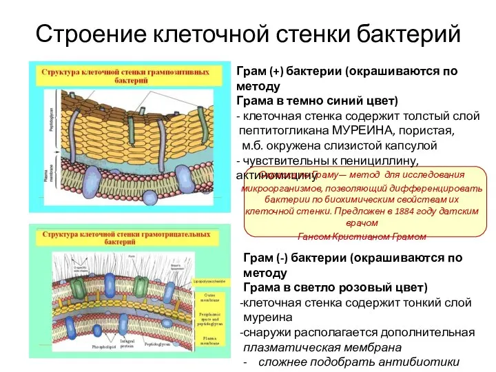 Строение клеточной стенки бактерий Грам (+) бактерии (окрашиваются по методу Грама в