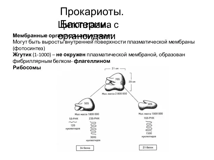 Прокариоты. Бактерии. Цитоплазма с органоидами Мембранные органоиды отсутствуют Могут быть выросты внутренней