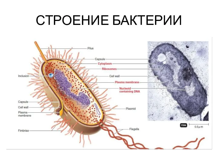 СТРОЕНИЕ БАКТЕРИИ