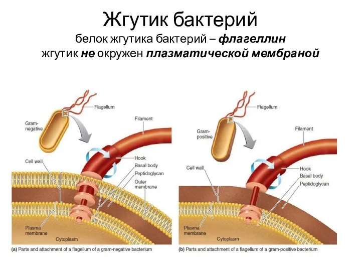 Жгутик бактерий белок жгутика бактерий – флагеллин жгутик не окружен плазматической мембраной