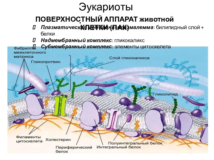 ПОВЕРХНОСТНЫЙ АППАРАТ животной КЛЕТКИ (ПАК) Плазматическая мембрана=плазмалемма: билипидный слой + белки Надмембранный