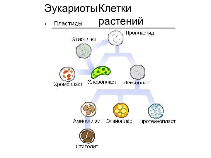 Эукариоты. Клетки растений