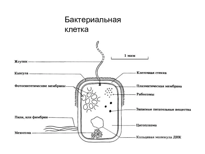 Бактериальная клетка