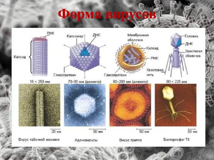 Форма вирусов