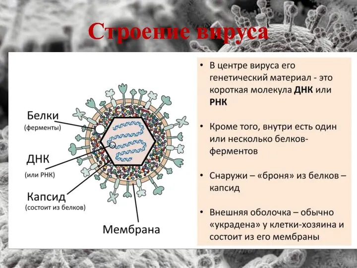 Строение вируса