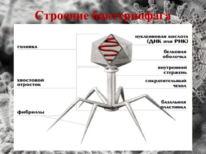 Строение бактериофага