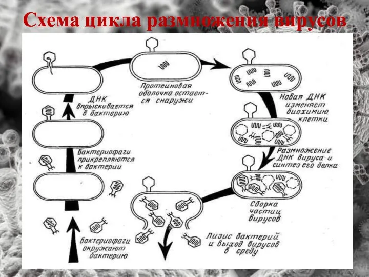 Схема цикла размножения вирусов