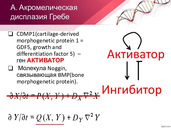 А. Акромелическая дисплазия Гребе CDMP1(cartilage-derived morphogenetic protein 1 = GDF5, growth and
