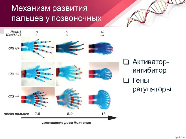 Механизм развития пальцев у позвоночных Активатор-ингибитор Гены-регуляторы