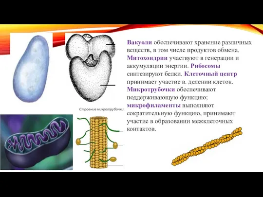 Вакуоли обеспечивают хранение различных веществ, в том числе продуктов обмена. Митохондрии участвуют