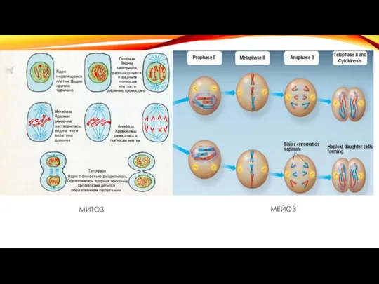 МИТОЗ МЕЙОЗ