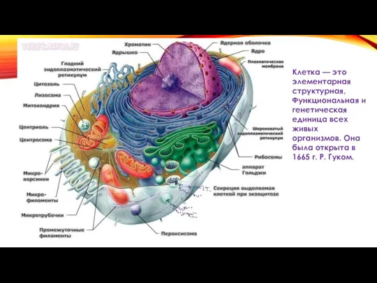 Клетка — это элементарная структурная, Функциональная и генетическая единица всех живых организмов.