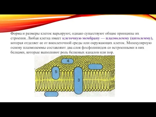 Форма и размеры клеток варьируют, однако существуют общие принципы их строения. Любая