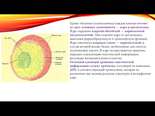 Кроме оболочки (плазмолеммы) каждая клетка состоит из двух основных компонентов — ядра