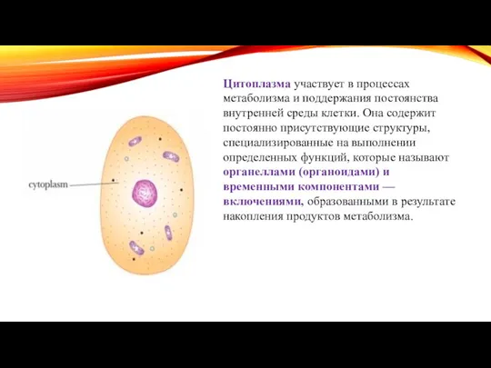 Цитоплазма участвует в процессах метаболизма и поддержания постоянства внутренней среды клетки. Она