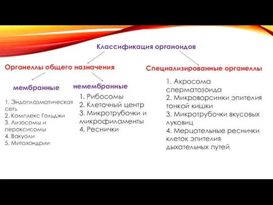 Классификация органоидов Органеллы общего назначения Специализированные органеллы мембранные немембранные 1. Эндоплазматическая сеть