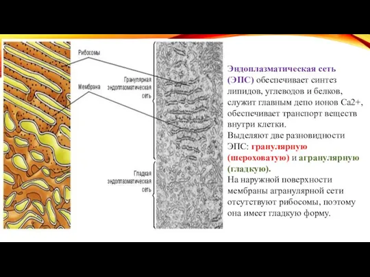 Эндоплазматическая сеть (ЭПС) обеспечивает синтез липидов, углеводов и белков, служит главным депо