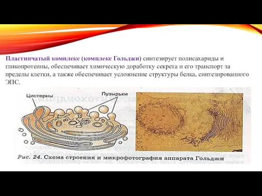 Пластинчатый комплекс (комплекс Гольджи) синтезирует полисахариды и гликопротеины, обеспечивает химическую доработку секрета