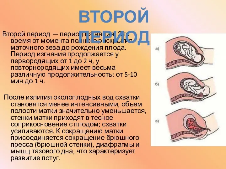 Второй период — период изгнания. Это время от момента полного раскрытия маточного