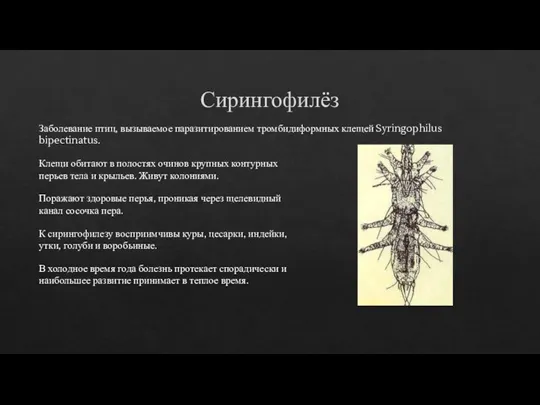 Сирингофилёз Заболевание птиц, вызываемое паразитированием тромбидиформных клещей Syringophilus bipectinatus. Клещи обитают в