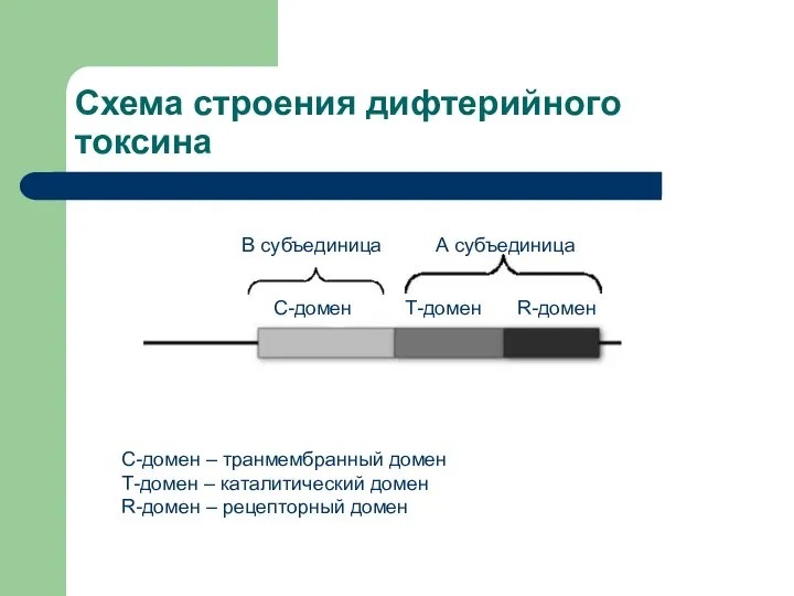 Схема строения дифтерийного токсина С-домен Т-домен R-домен С-домен – транмембранный домен Т-домен